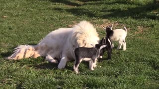 Perro cuida amorosamente a cabras bebé