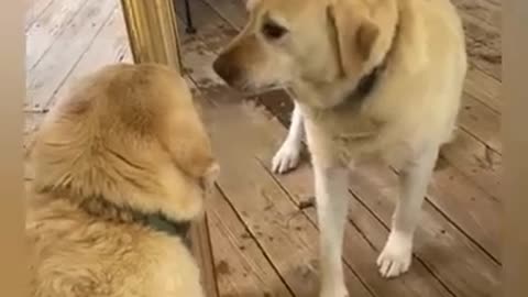 the dog and the mirror