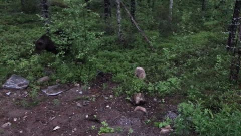 Man Chases Away Bear With a Broom
