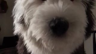 Black white dog gets scared of his hiccups