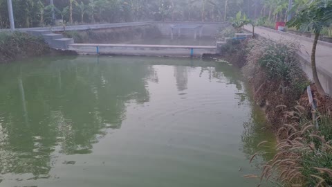 We keep 2000 fish in fish ponds at our home.
