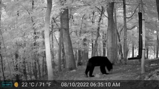 The Woods – 08/10/2022 Bear