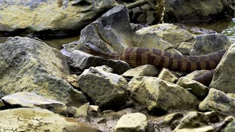 Snake having breakfast