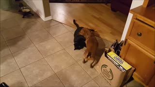 Dog and cat playing with a little surprise at the end