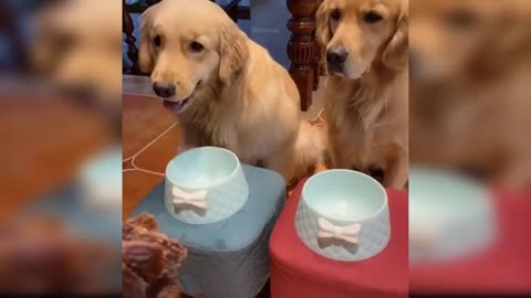 Dogs And Cats Reaction To Food - Funny Animal Reactionn