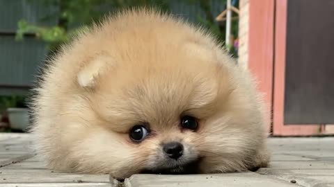 cute baby dog video#short#ytshort#vir al#real#video#