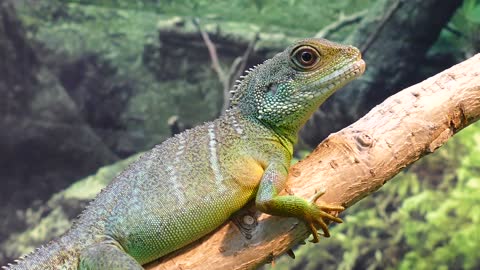 Stunningly colored chameleon enjoys crickets for lunch