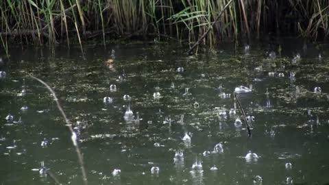 Fall asleep in less than 3 minutes under the rain and thunder on a quiet lake in the reeds