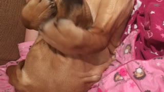 Brown dog trying to cover its face with paws