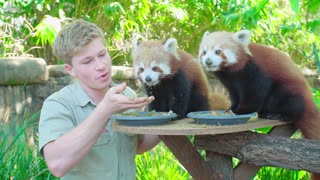 Red panda breakfast time with Robert