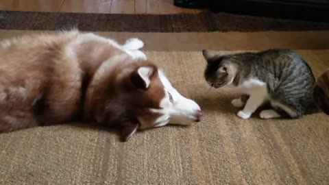 Cat bullies Husky