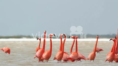 Flamingo cruise
