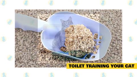Succesful Tips on training cats
