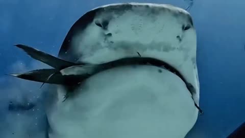 Shark Feeding | Shark Bite #trendingshorts #shark #sharkweek #shorts #shortsfeed