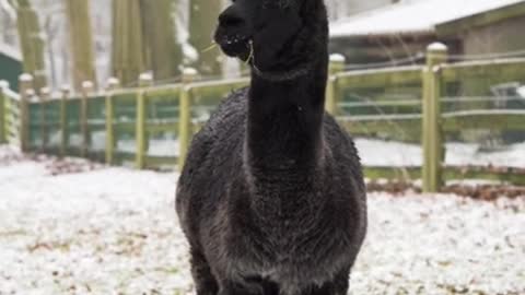 Black Alpaca Eating Grass