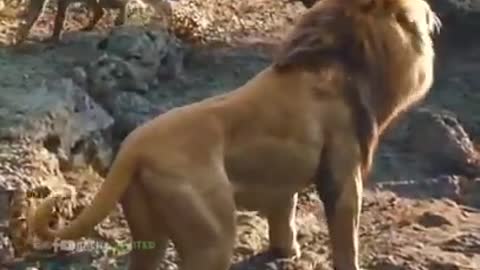 The Lion King 👑 | Simba Roared | WhatsApp Status | Full Screen HD#shorts #whatsapp