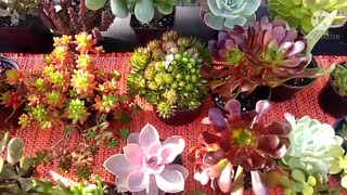 My succulent collection.