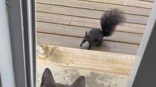 Wild Squirrels And A Cat