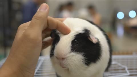 Guinea Pig in a Metal Cage with a Touch of Hand on the Head