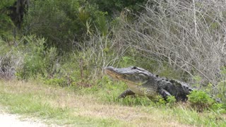 Injured American alligator crossing a path