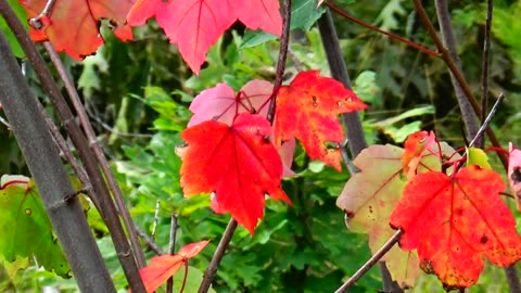 Fall Foliage