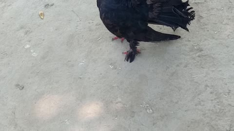 Black jutt American fantails