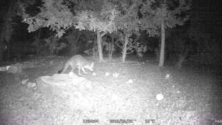 When a Fox Eats Apples in Your Backyard!
