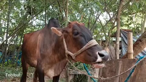 Have you ever heard the sound of a cow? Click on the video and hear the sound in a new way.