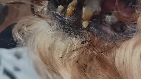 Your pets teeth can cause pre-mature death _ Warning_ Gross content- Our pets