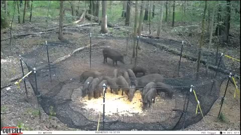 Wild hogs running to supper! Pre-bait pics, Trap catch video, and End result!