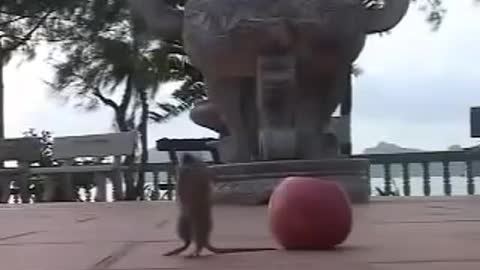 The mouse bowed to the Buddha