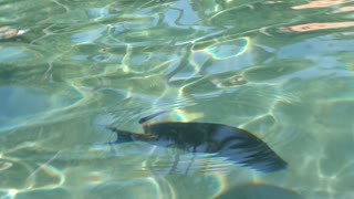 Underwater fish