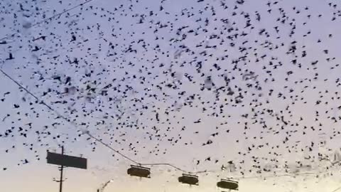 1 million birds playing musical chairs