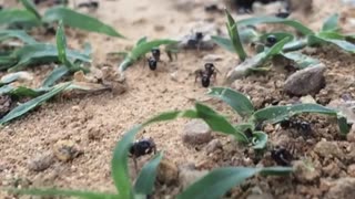 Ants Are Better Than Most High School Students- HARDWORKING ANTS