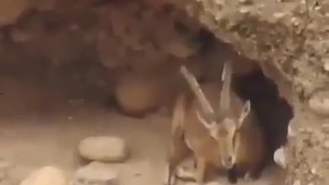 Antelope seen through a strong binoculars in mountains