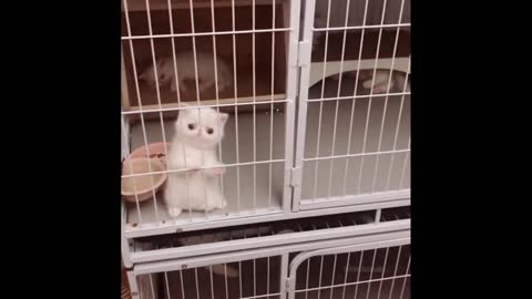 Funniest pet animal video ever