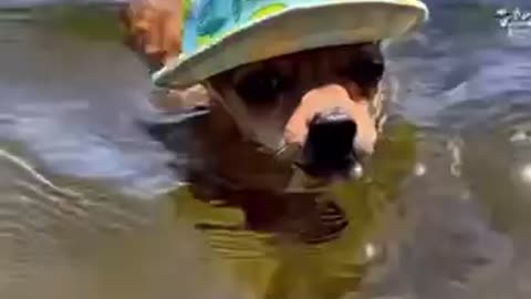 Funny dog video