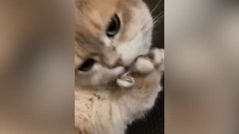 A cat licking its paws