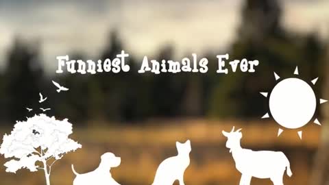 Funny Animals 2020