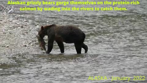 Alaskan Grizzly Bear Hunting Salmon