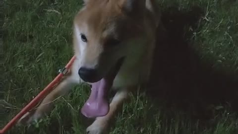Firewood dog in summer