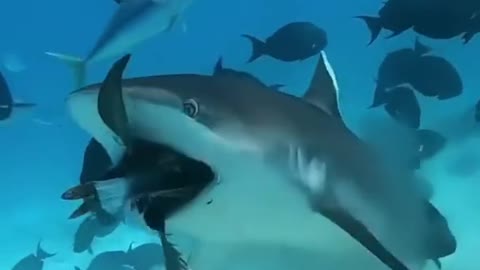Shark eating a Fish