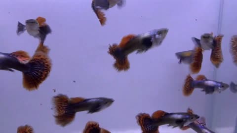 BEAUTIFUL GUPPY FISH