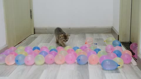 Funny cats vs water balloons challenge