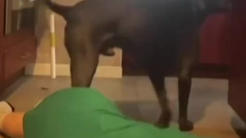 Dog trying to kill its owner 😂😂😂