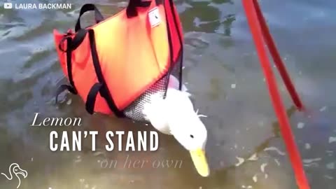 Duck Couldn't Stand On Her Own, So Her Family Figured Out What She Needed