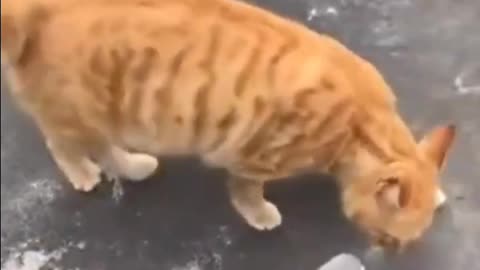 A_Cutee_Cat_and_pigan_fighting_|_Cute_funny_Pet's_fan_|_video.(1080p)