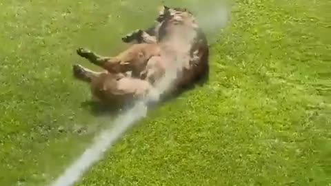 dog taking a shower in the heat