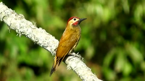 Singing to birds