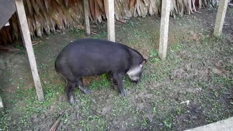 Female tapir in Ceiba